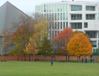 Commonwealth Copse